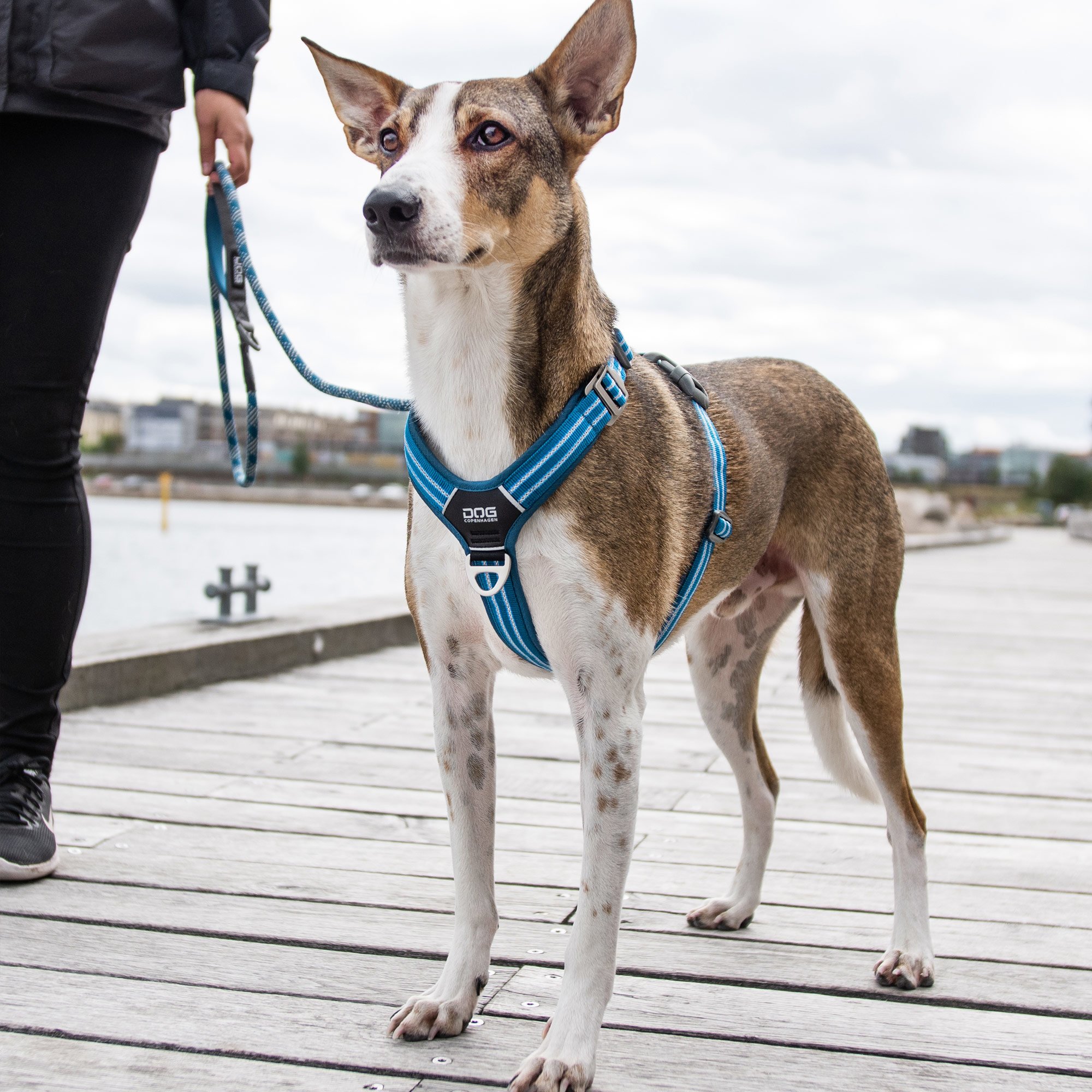 Dog Copenhagen Comfort Walk Air Hundegeschirr Ocean Blue mit Urban Rope Hundeleine