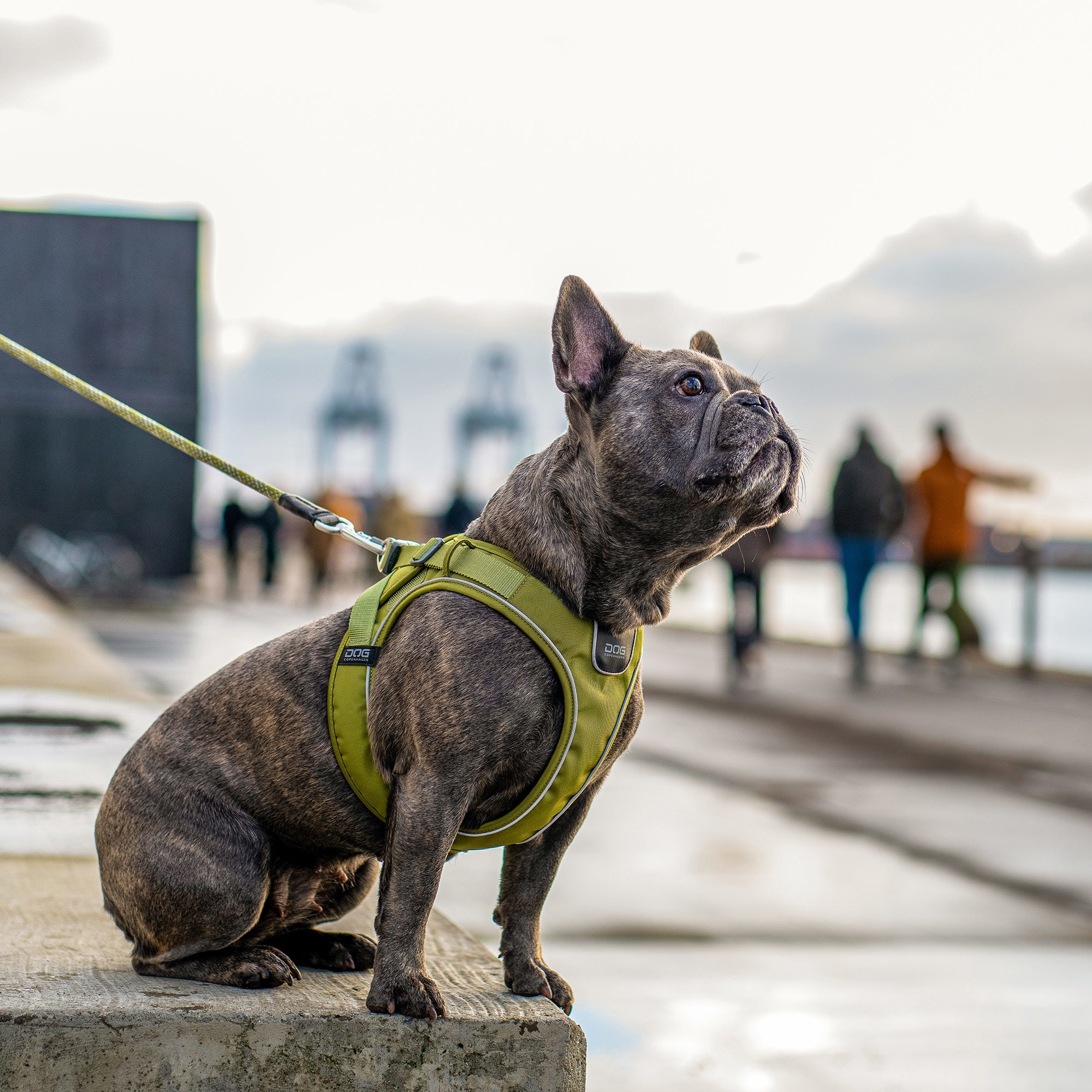Dog Copenhagen Comfort Walk Go Hundegeschirr Hunting Green mit Urban Rope Hundeleine
