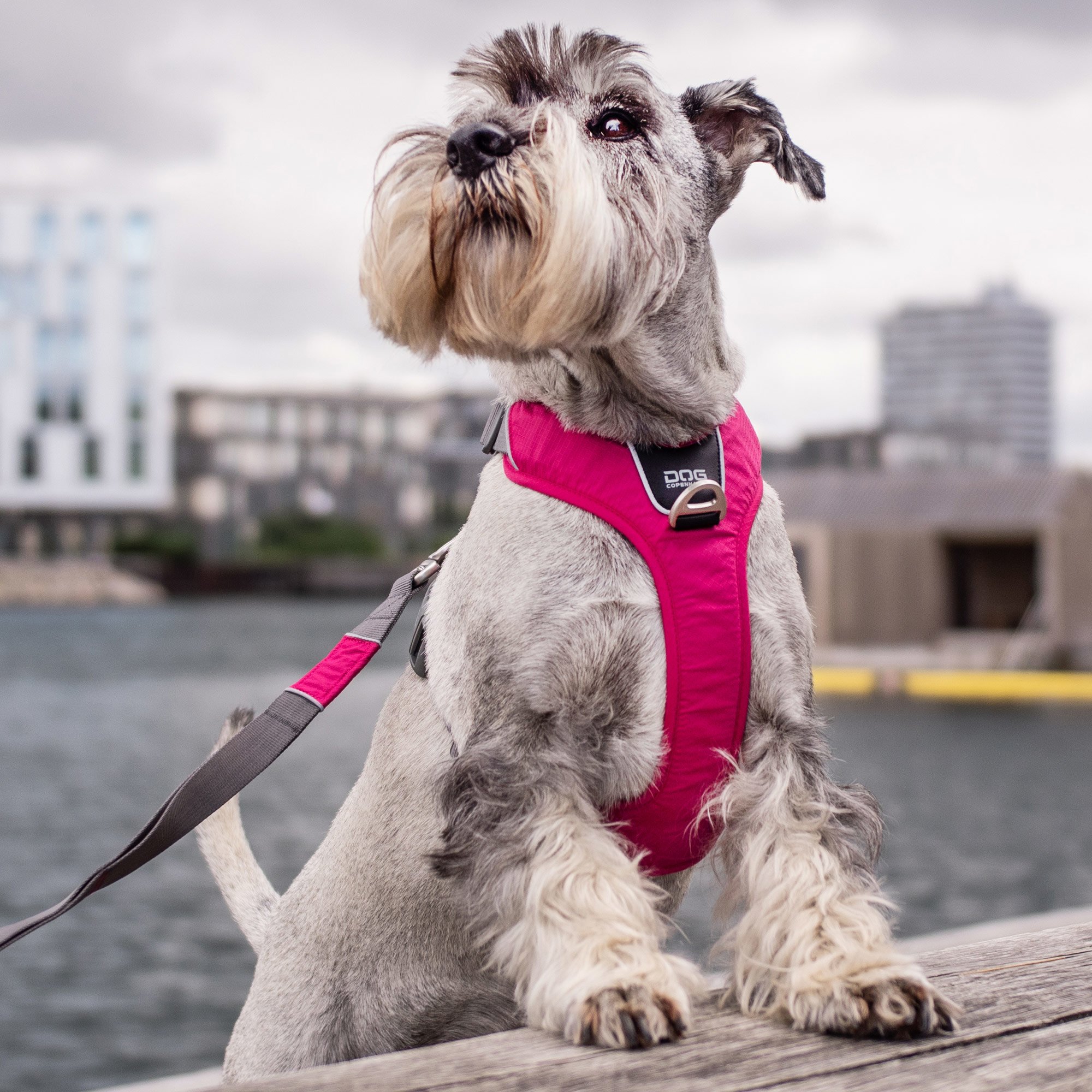 Dog Copenhagen Comfort Walk Pro Hundegeschirr Wild Rose mit Urban Trail Hundeleine