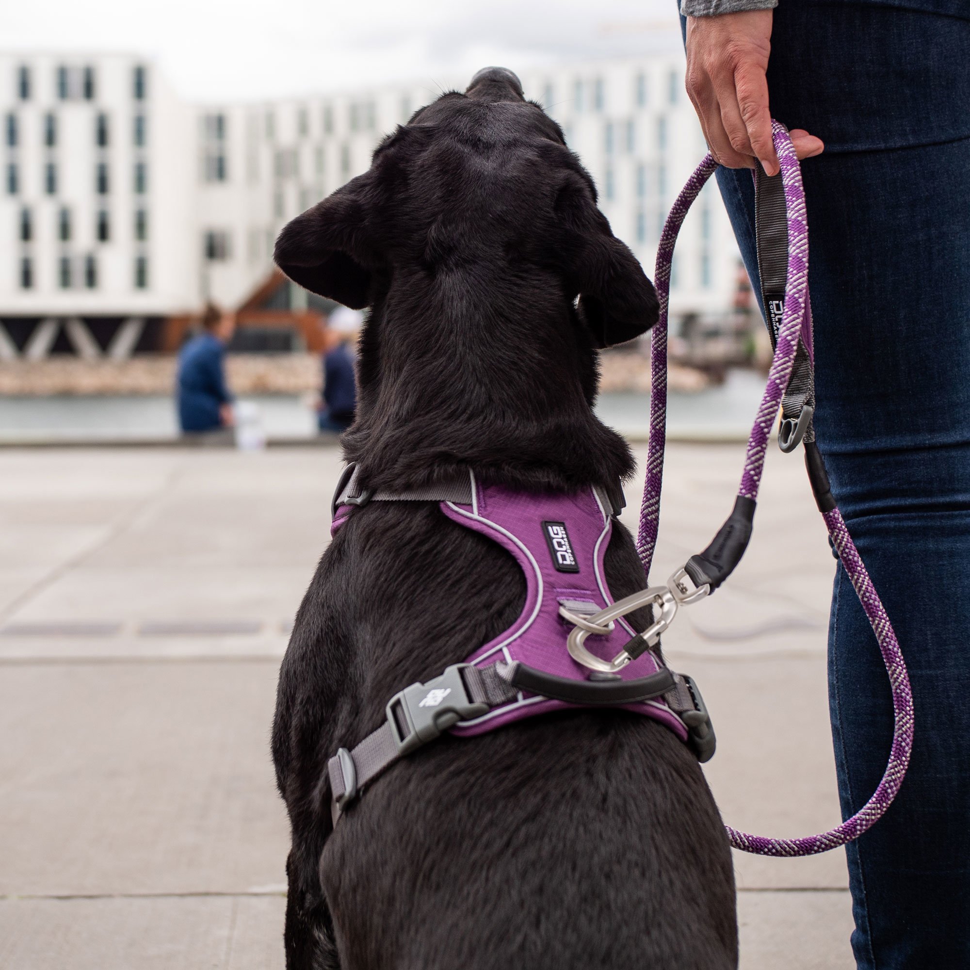 Dog Copenhagen Comfort Walk Pro Hundegeschirr Purple Passion mit Urban Rope Hundeleine