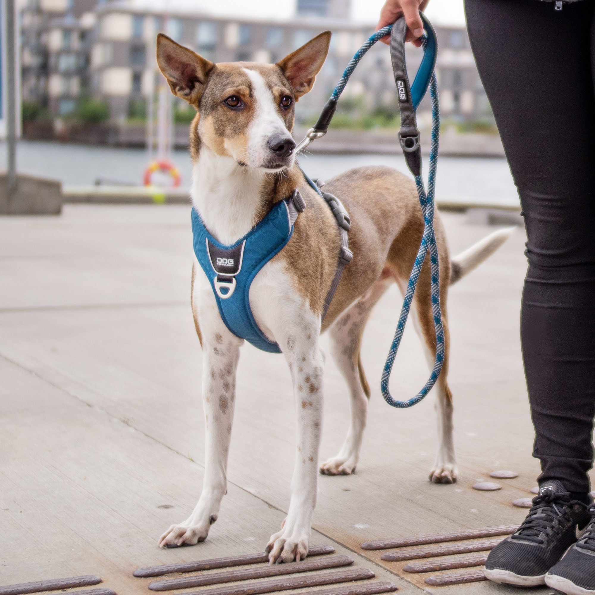 Dog Copenhagen Comfort Walk Pro Hundegeschirr Ocean Blue mit Urban Rope Hundeleine