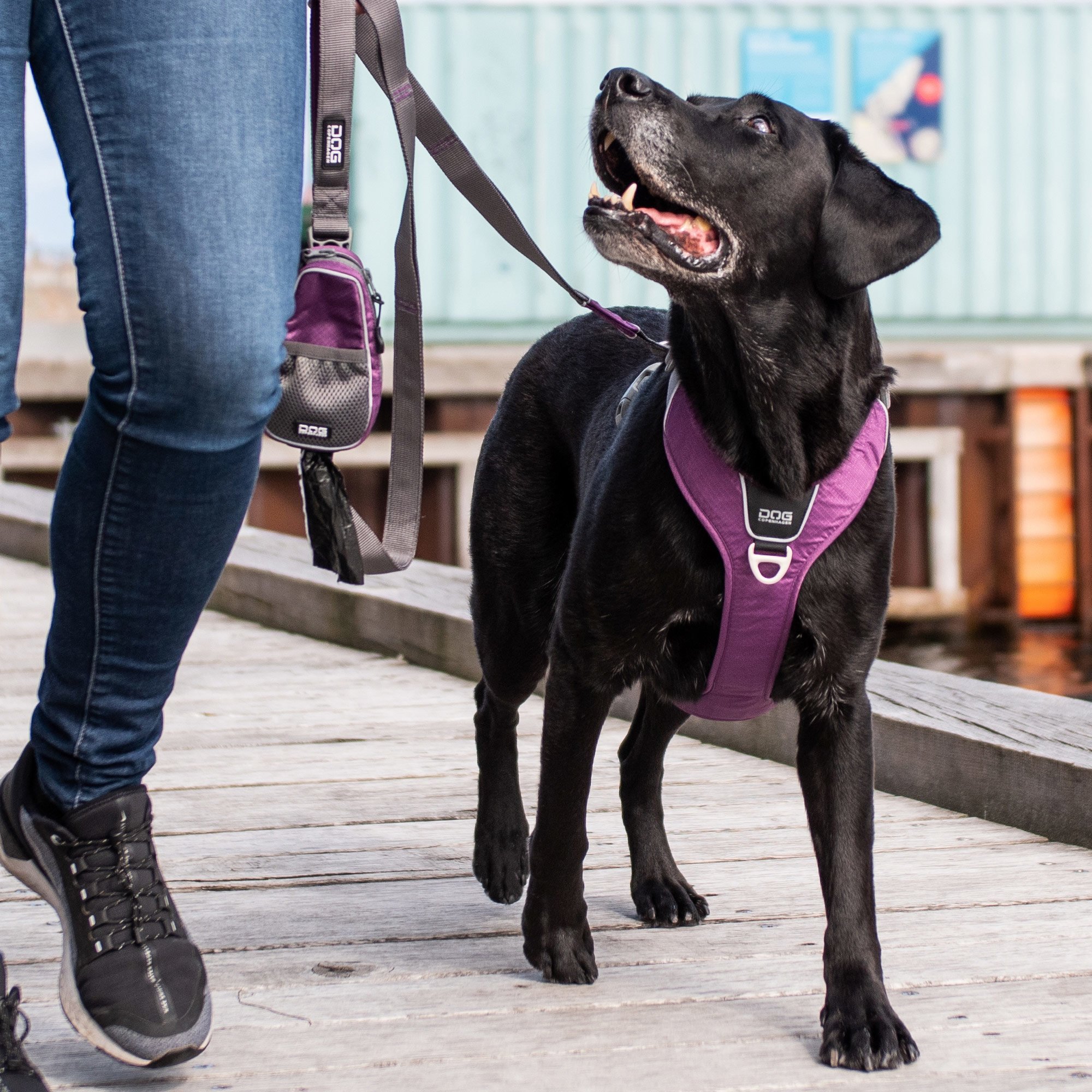 Dog Copenhagen Comfort Walk Pro Hundegeschirr Purple Passion mit Urban Trail Hundeleine