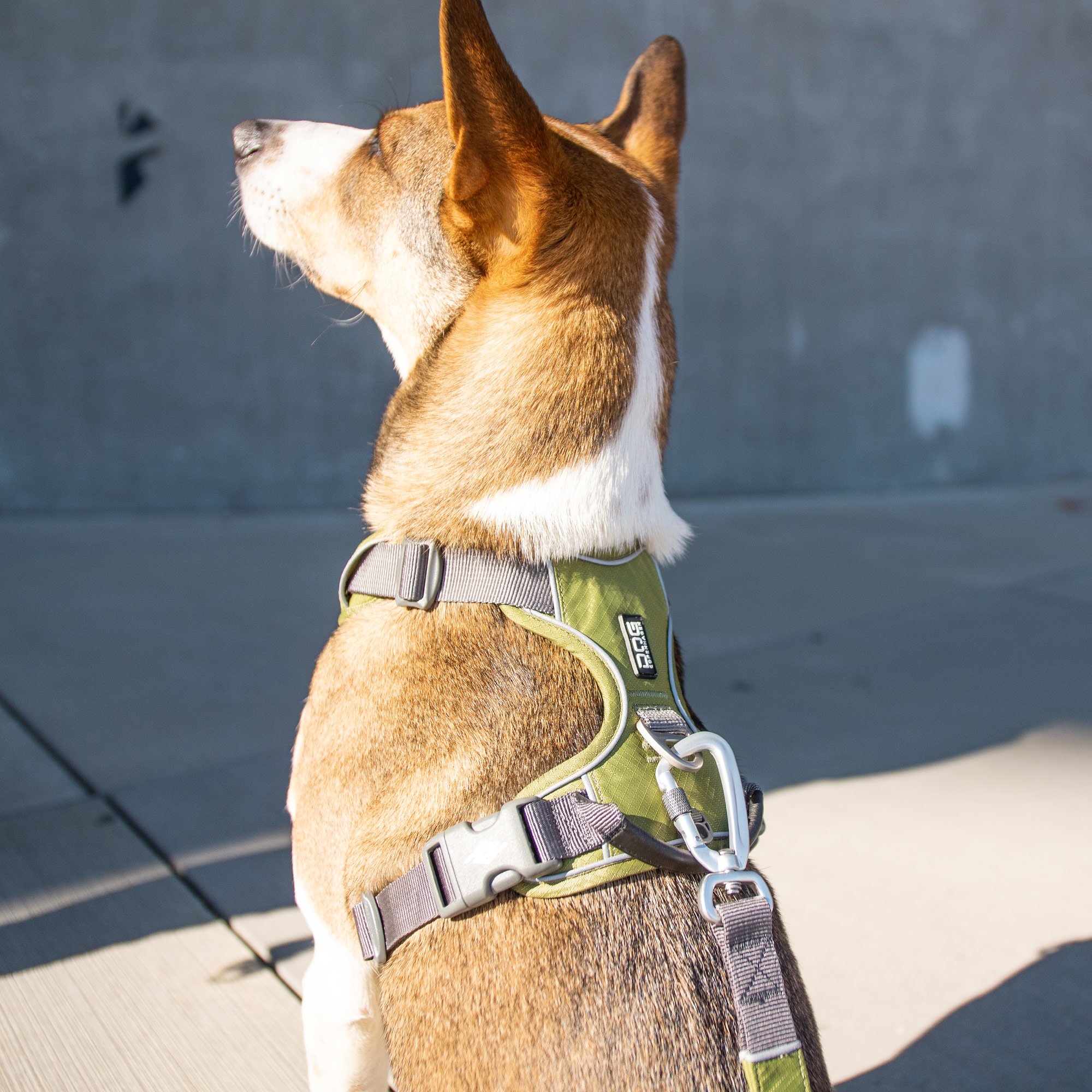 Dog Copenhagen Comfort Walk Pro Hundegeschirr Hunting Green mit Urban Trail Hundeleine