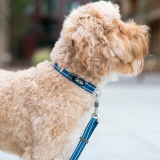 Go Walk Hundehalsband – Verstellbar, Gepolstert, Mit Verstärktem Clip, Größen S/M/L, Grün