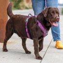 Dog Copenhagen Comfort Walk Pro V3 Hundegeschirr