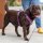 Dog Copenhagen Comfort Walk Pro V3 Hundegeschirr