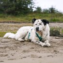 Annyx Brustgeschirr Fun Ozean S