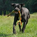 Major Dog Wurf- und Zerrspielzeug Zopf