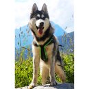 Sledwork Trekking Harness Hundegeschirr