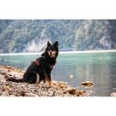 Sledwork Trekking Harness Hundegeschirr