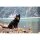 Sledwork Trekking Harness Hundegeschirr